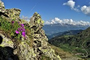 27 Primula irsuta (Prmula hirsuta) con vista verso il la Valtellina e le Alpi